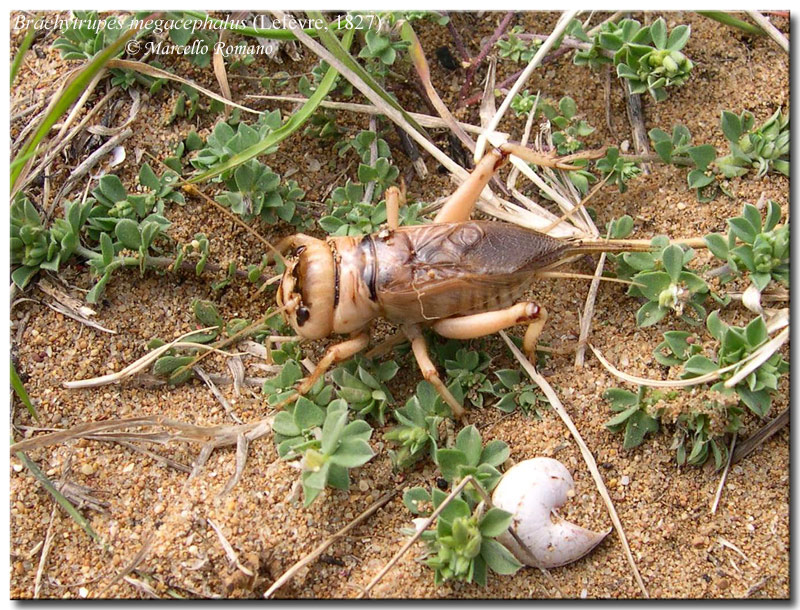 Il grillo testone: Brachytrupes megacephalus